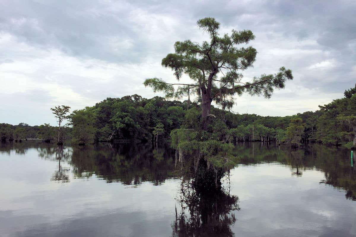 trees growing through the water at Chicot State Park