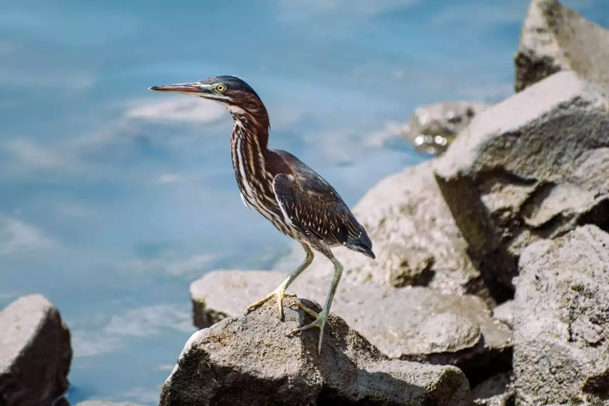 Green Heron on a rock at Delaware Seashore State Park