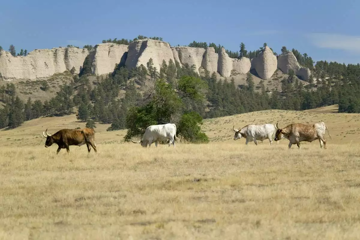 Texas Longhorn Cattle grazing at Fort Robinson State Park