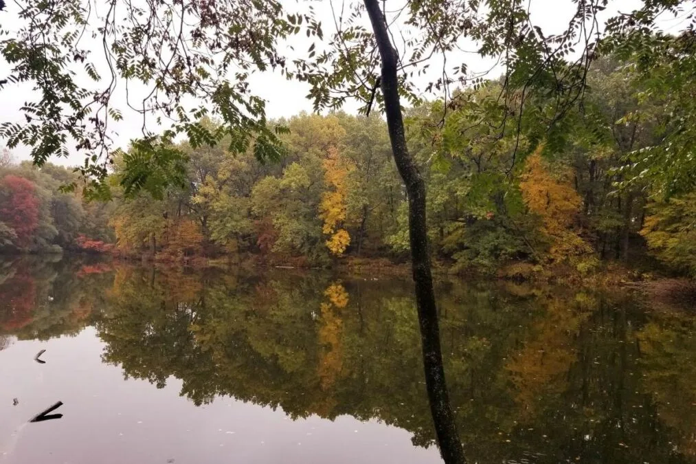 Portage Lakes State Park 61 Trees reflecting in the water at Portage Lakes State Park