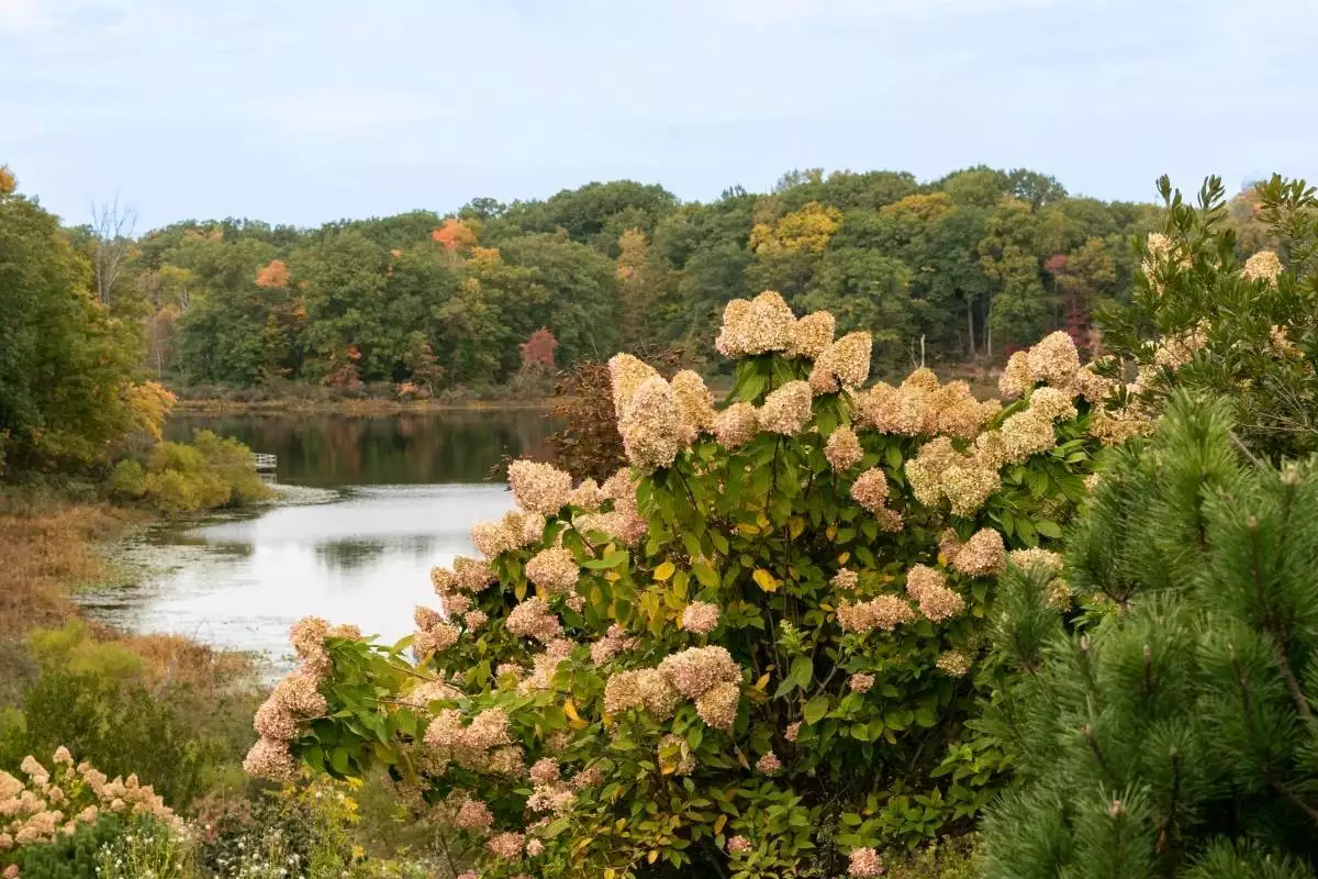 hydrangea in bloom at Punderson State Park