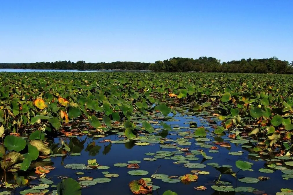 Pymatuning State Park 63 Lily pads floating on the water at Pymatuning State Park