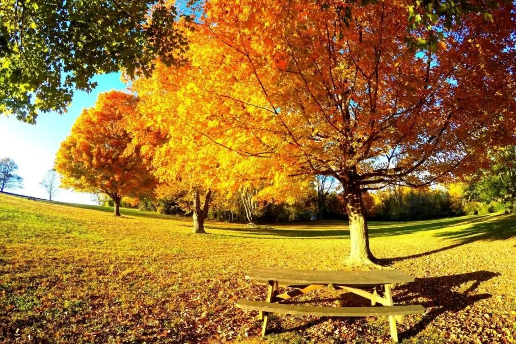 Beautiful fall foliage by a picnic table near Brandywine Creek State Park