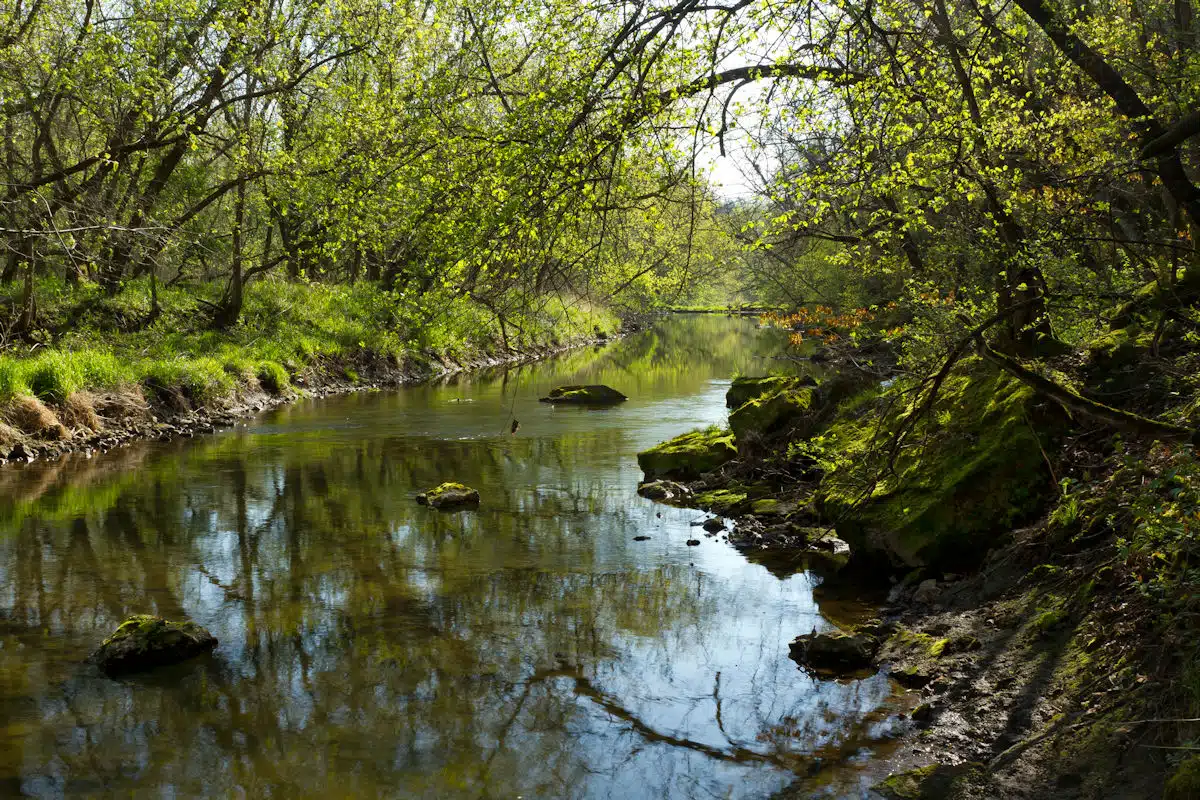 trees beginning to bud over a river in a state park near rochester mn