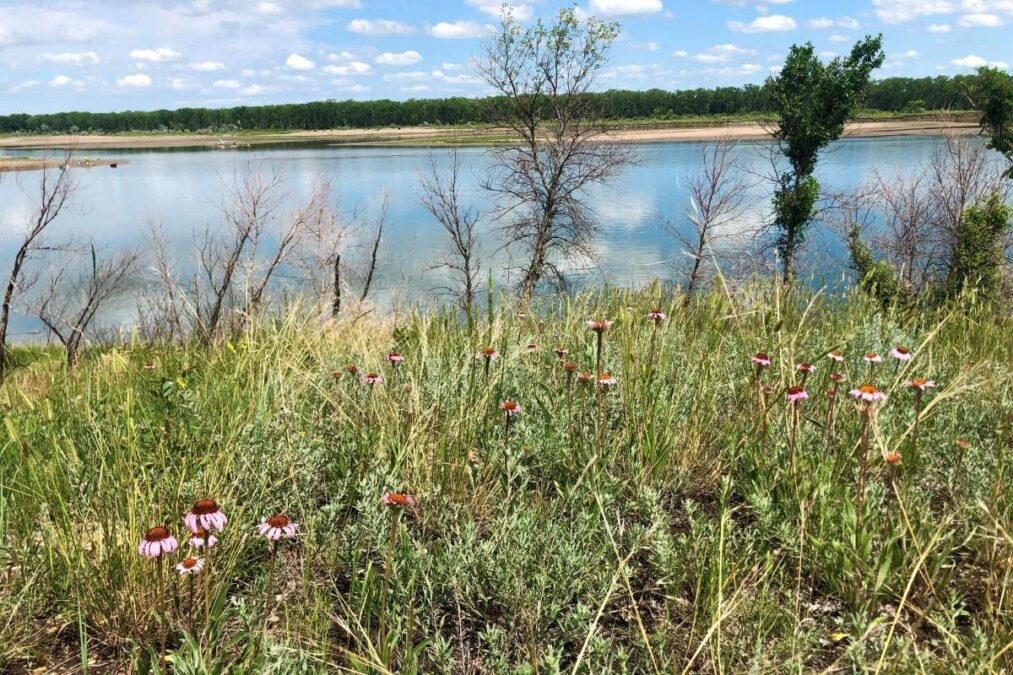 Wildflowers along the Missouri River at Cross Ranch State Park