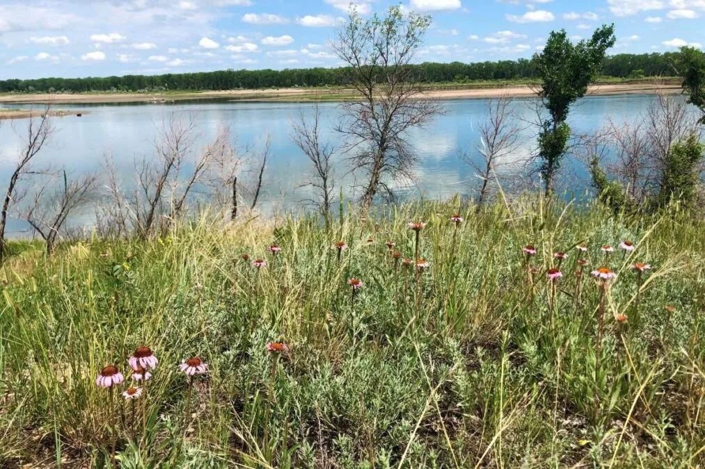 Cross Ranch State Park 2 Wildflowers along the Missouri River at Cross Ranch State Park