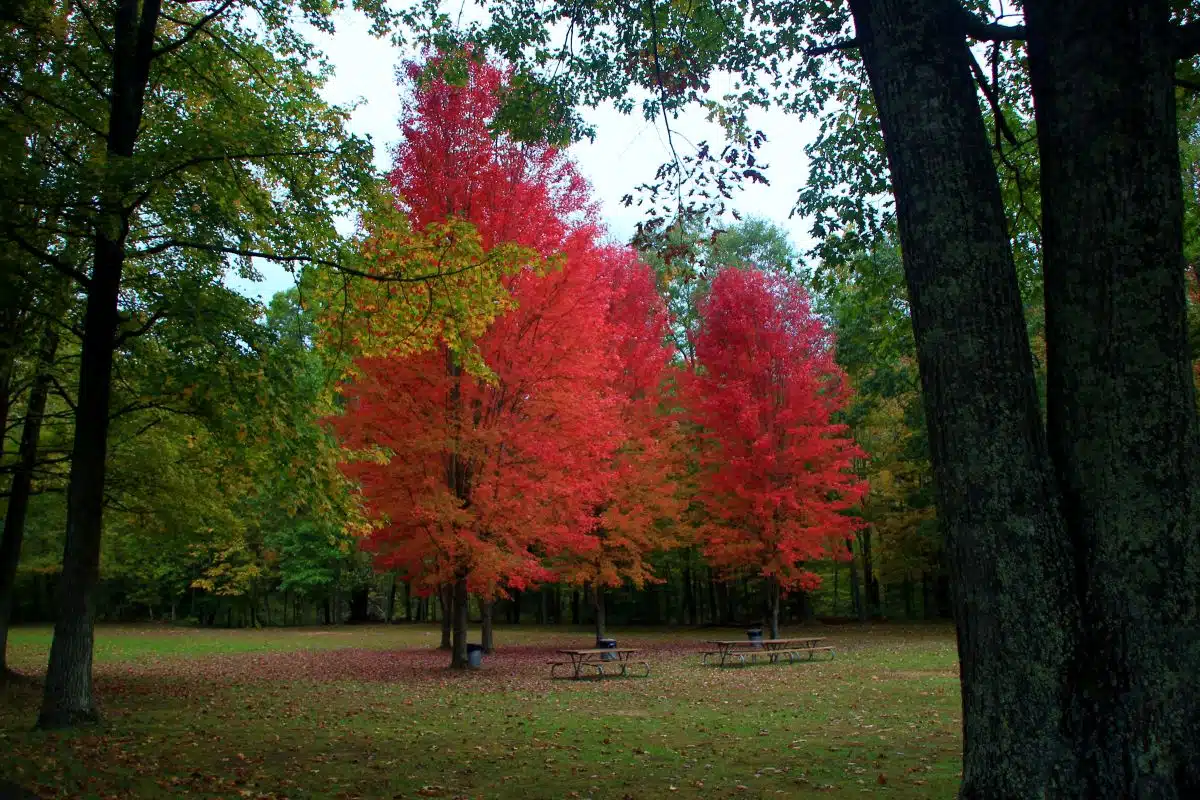 Frozen Head State Park 3 picnic tables under fall foliage at Frozen Head State Park