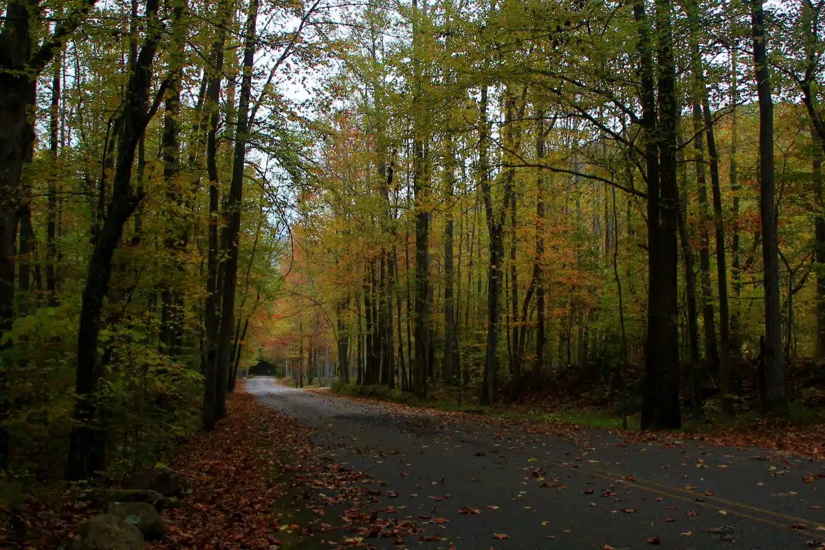 Frozen Head State Park 5 road through the forest at Frozen Head State Park