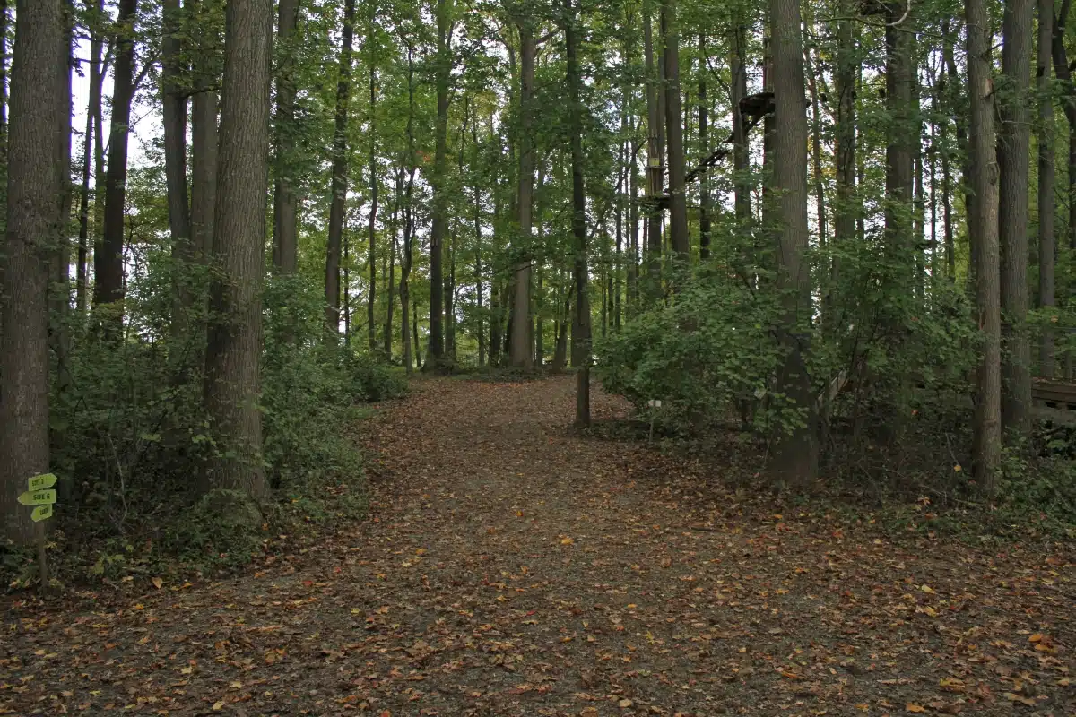 hiking trail through the woods at Lums Pond State Park