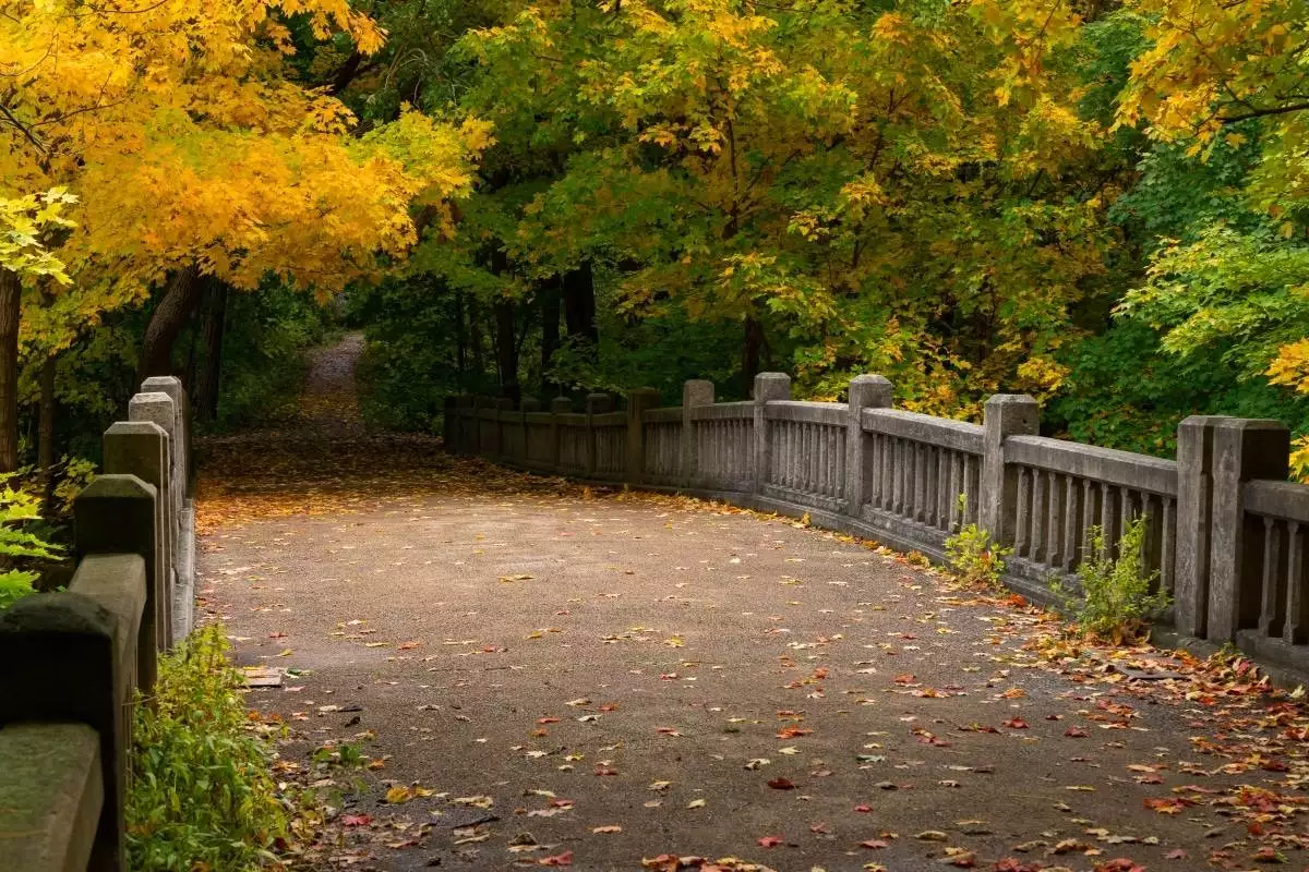 a bridge at Matthiessen State Park covered in fall leaves