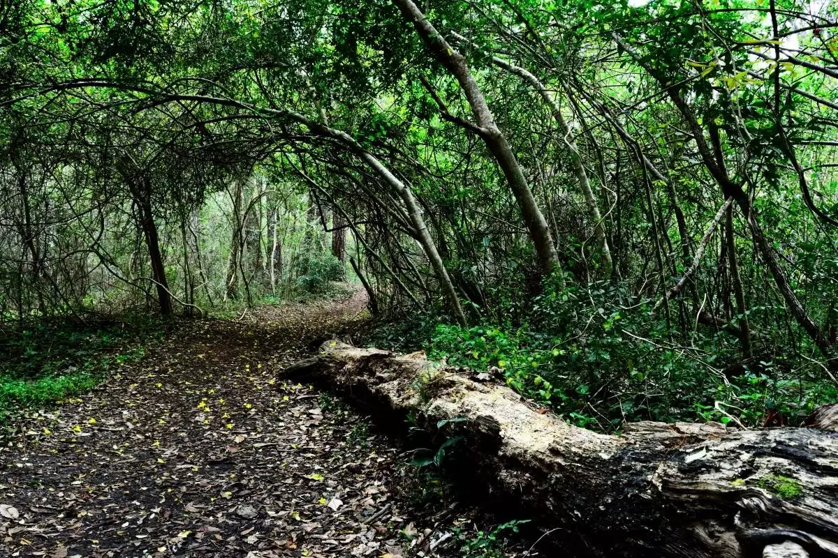 Maritime Forest hiking trail at Myrtle Beach State Park