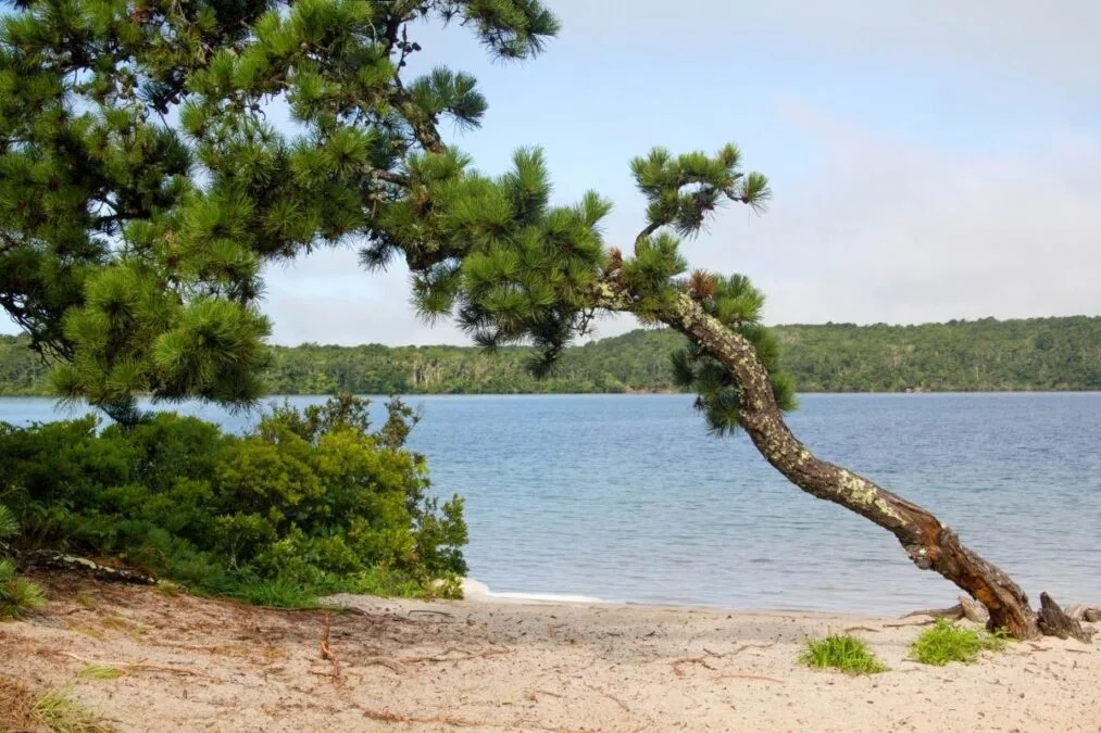 Nickerson State Park 51 A tree in front of Cliff Pond at Nickerson State Park