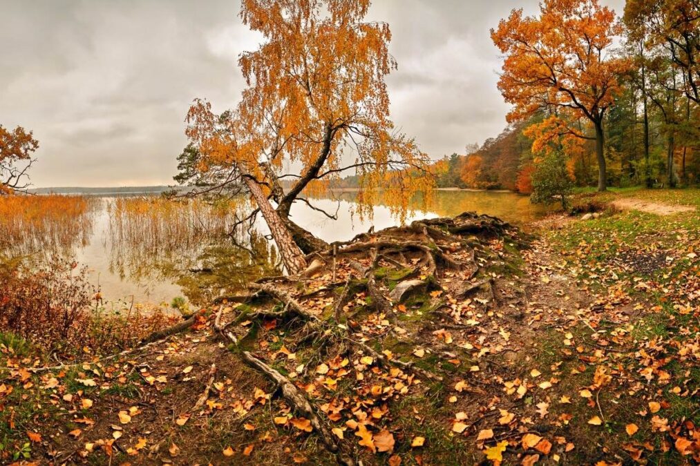 the edge of the water at Oakwood Lakes State Park during autumn