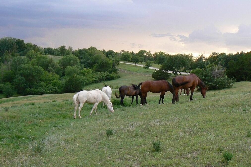 Horses grazing at Platte River State Park