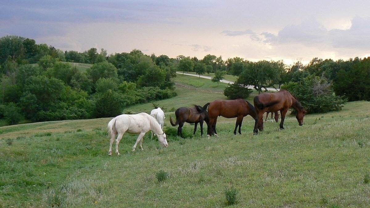 Horses grazing at Platte River State Park