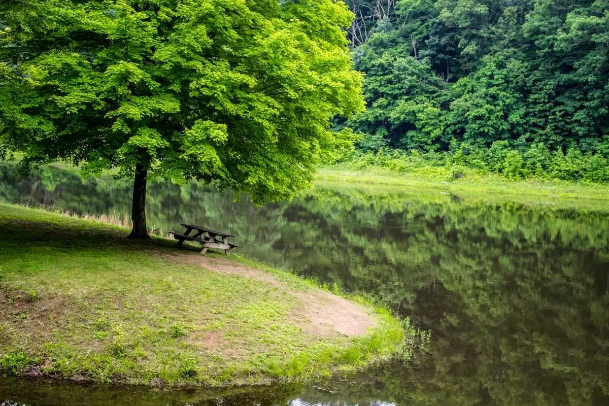 picnic table under a tree by the water at Scioto Trail State Park