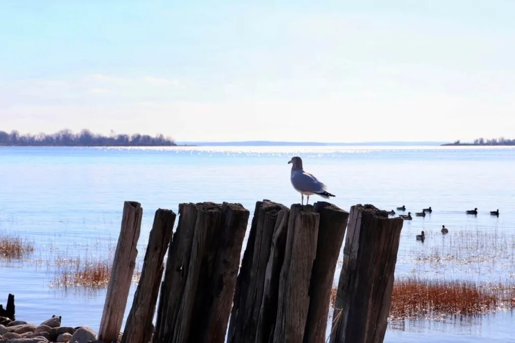 Seagull perched on wood post at Sherwood Island State Park