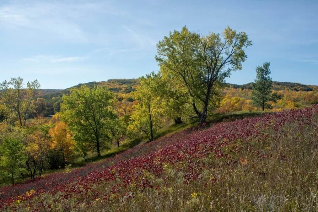 A view of a grove of trees at the start of autumn with leaves changing colors and a field in the foreground at Sica Hollow State Park