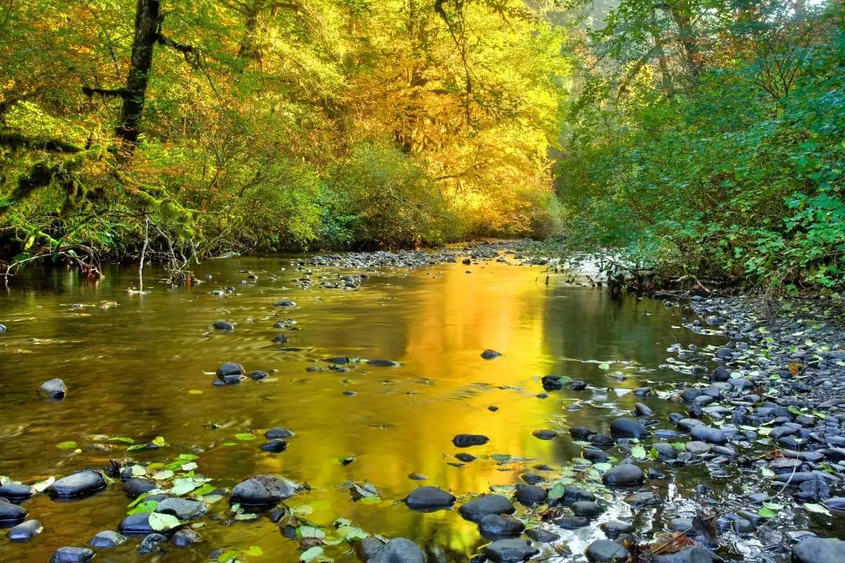 Silver Creek at Silver Falls State Park during Autumn