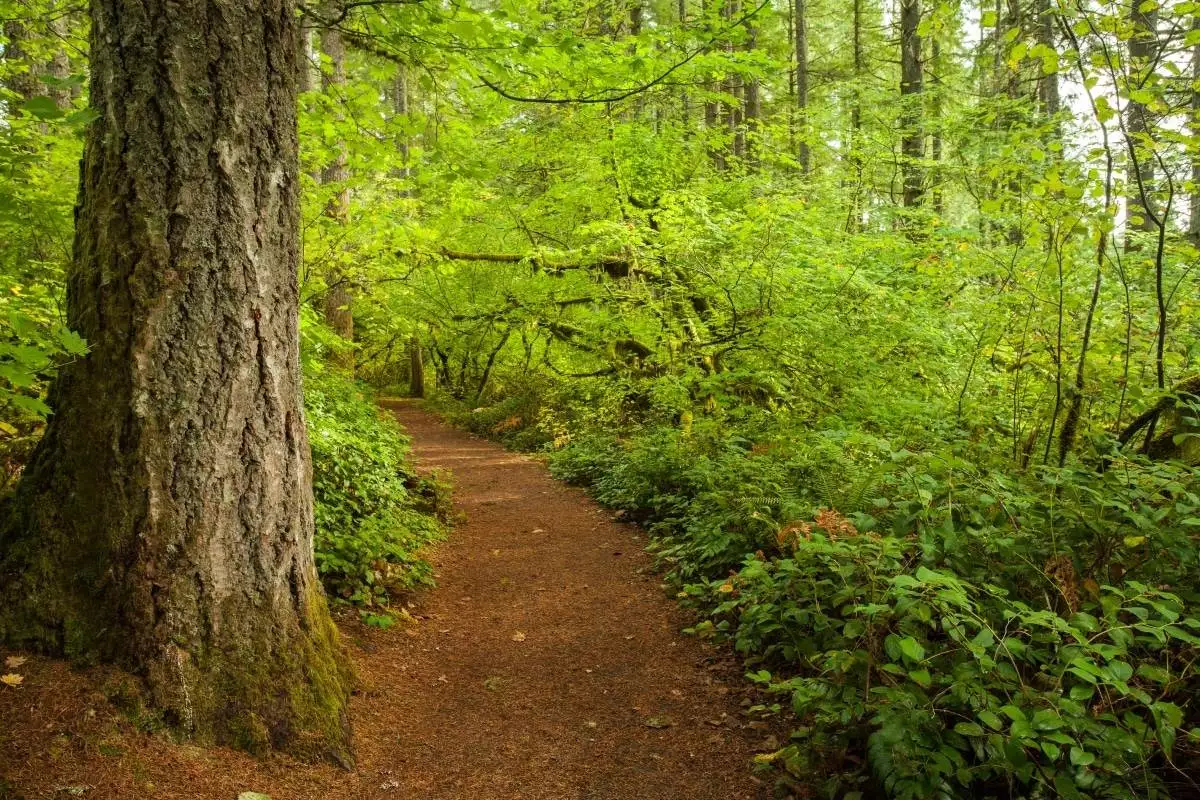Hiking trail at Silver Falls State Park