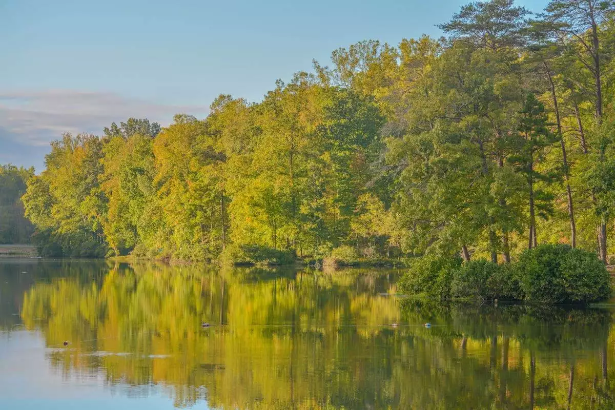 trees reflected in the water at a state park near richmond virginia