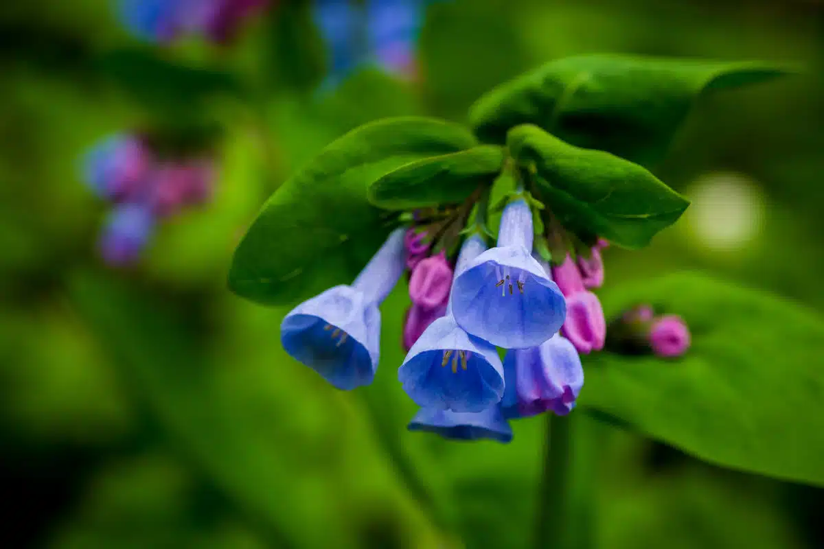 bluebell flowers in a state park near rochester minnesota