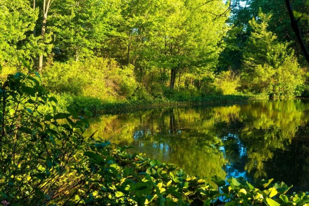 Tinkers Creek State Park 77 pond at Tinkers Creek State Park in evening sunlight