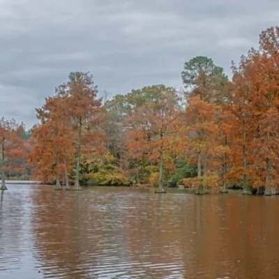 Trap Pond State Park