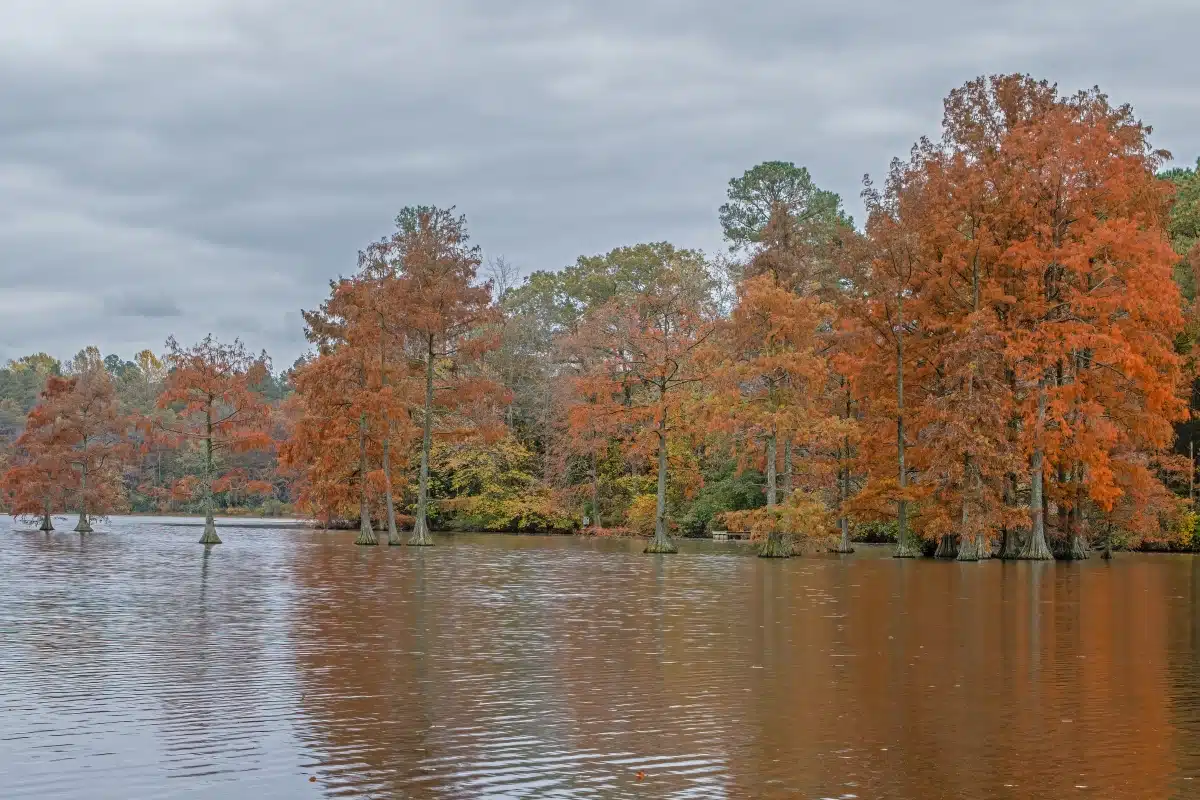 Trap Pond State Park