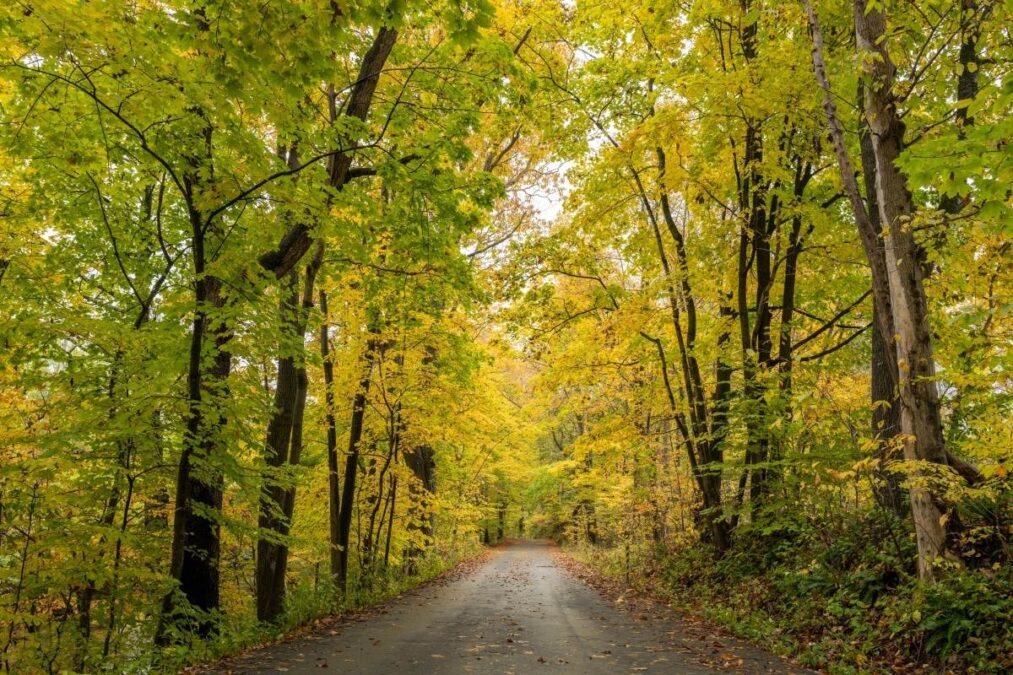 road through White Clay Creek State Park during autumn
