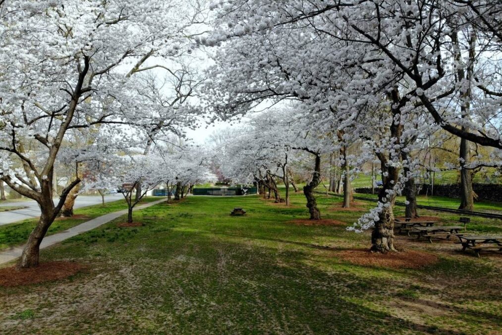 The view of white cherry blossom flowering trees at Brandywine Park, Wilmington, Delaware