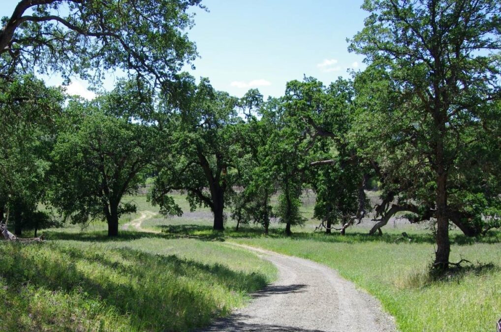 gravel road through the trees at Anderson Marsh State Historic Park