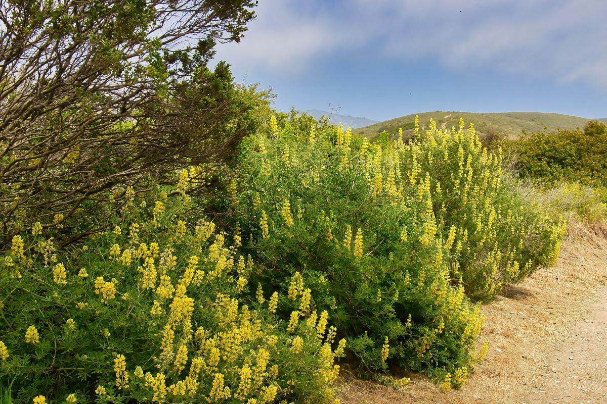 Hiking trail at Andrew Molera State Park