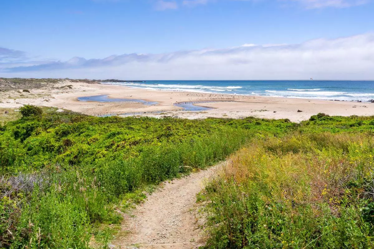 a view of the beach at Ano Nuevo State Park from a hiking trail