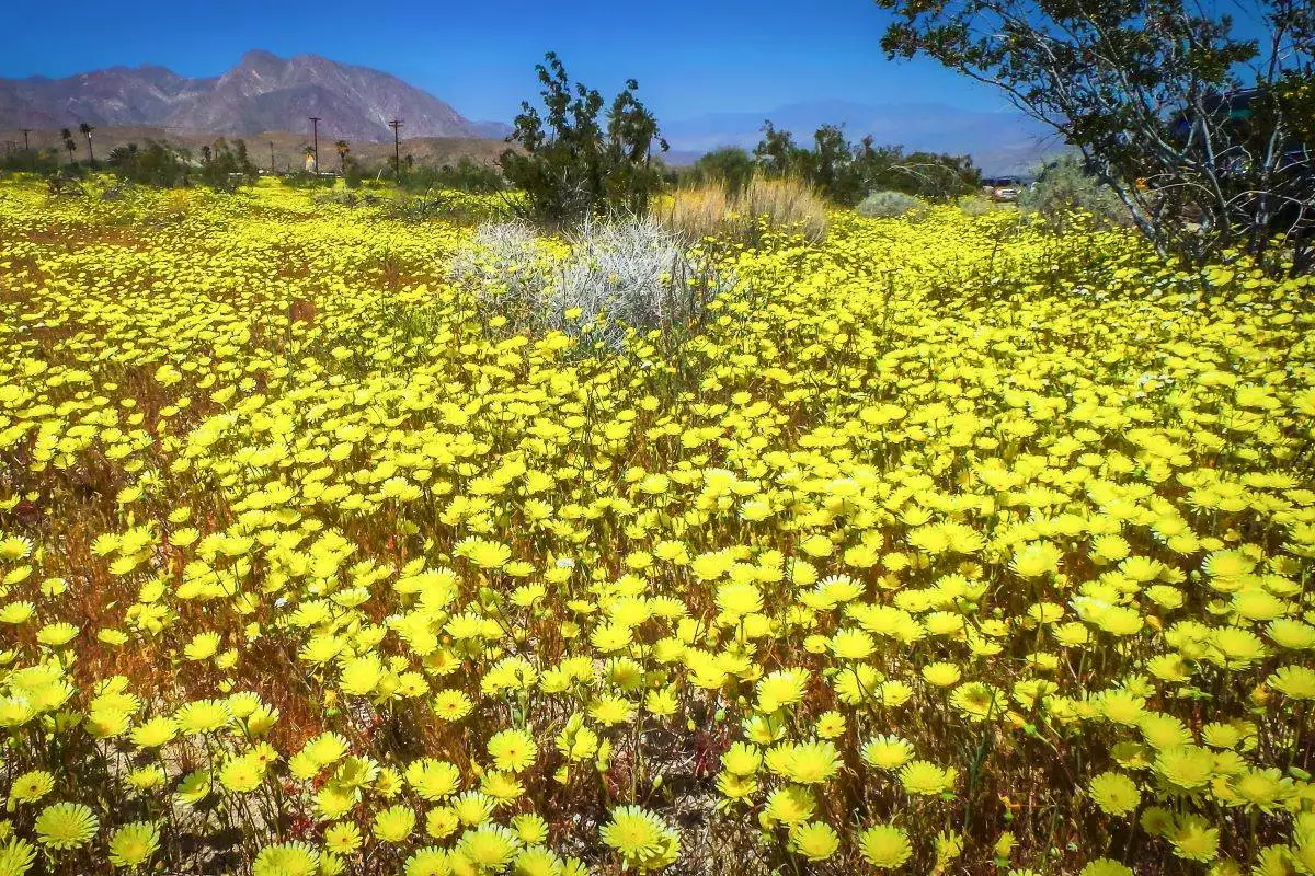 colorful dandelions at Anza-Borrego Desert State Park