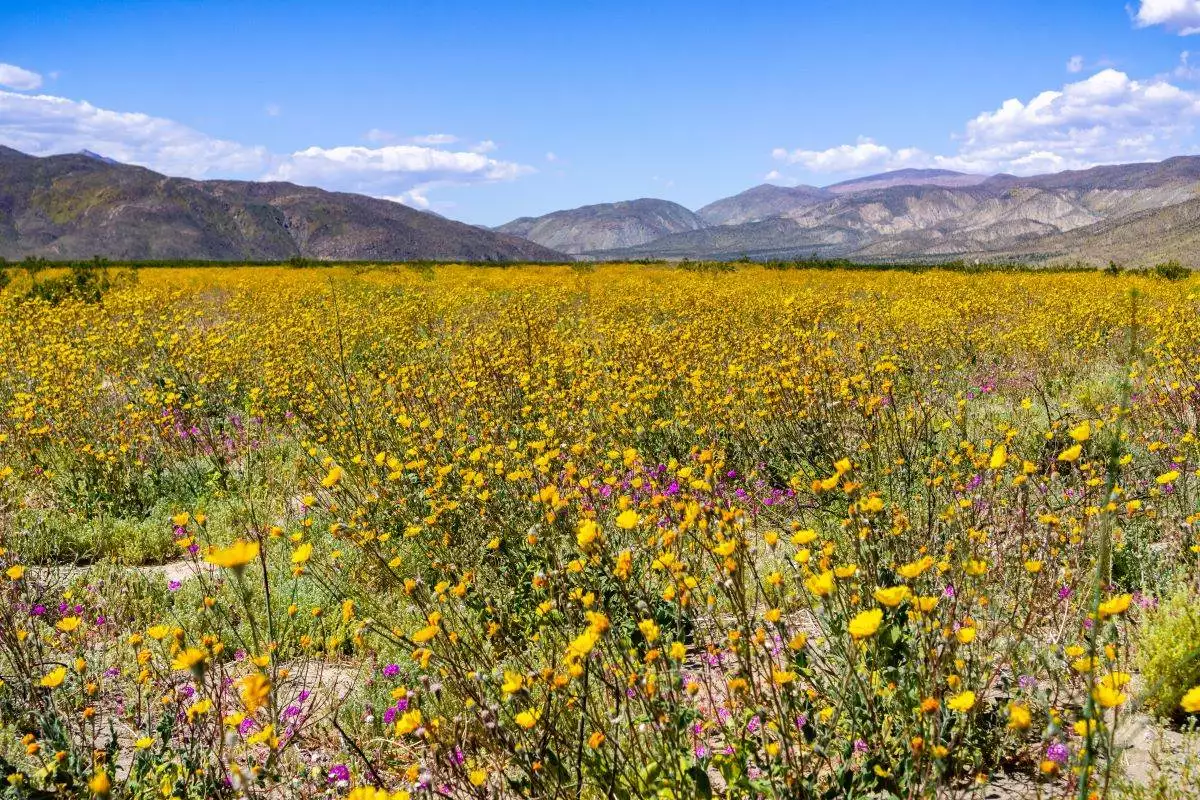 a superbloom of flowers at Anza-Borrego Desert State Park