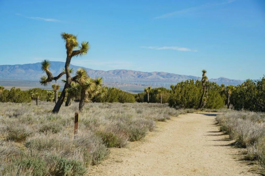 Arthur B. Ripley Desert Woodland State Park on a clear day