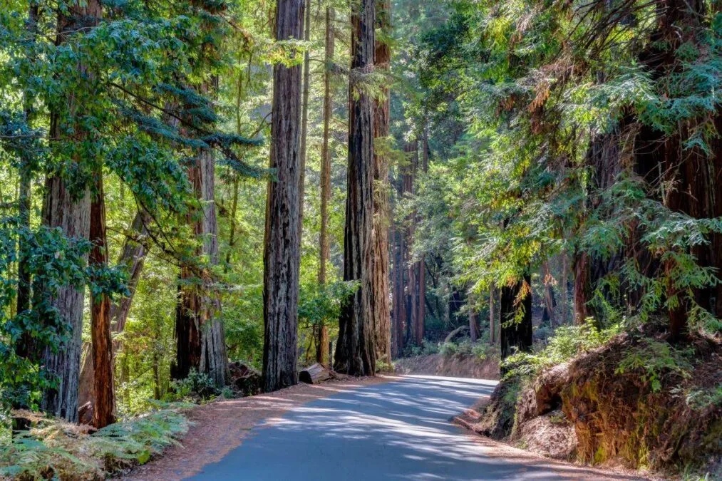 sunlight shining through the trees at Big Basin Redwoods State Park