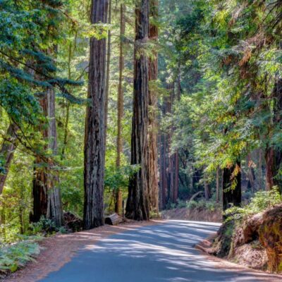 Big Basin Redwoods State Park