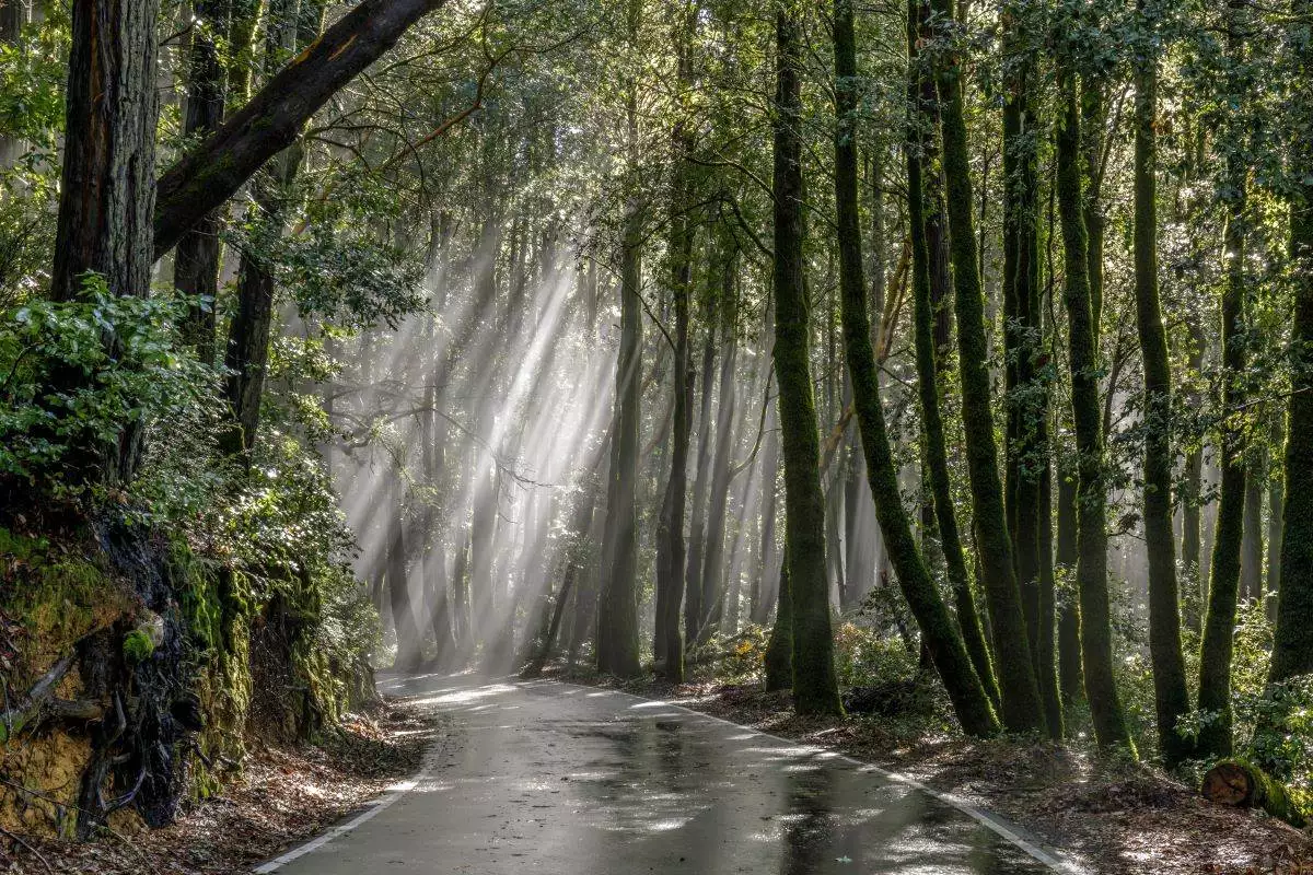 a park road running through the forest at Big Basin Redwoods State Park