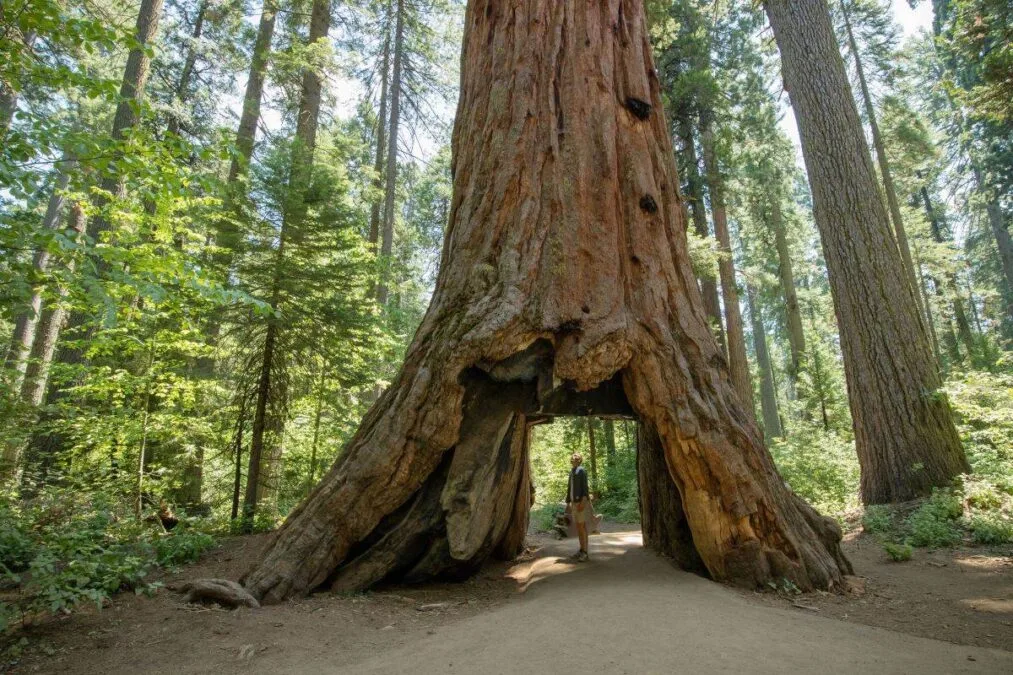 a person walking through a walkway under a tree at Calaveras Big Trees State Park