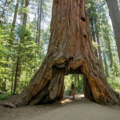 Calaveras Big Trees State Park