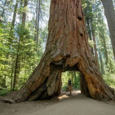 Calaveras Big Trees State Park