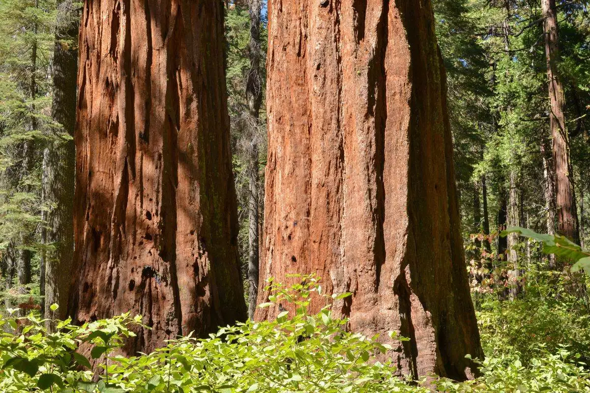Calaveras Big Trees State Park 5 two very large sequoia tree trunks in the woods at Calaveras Big Trees State Park