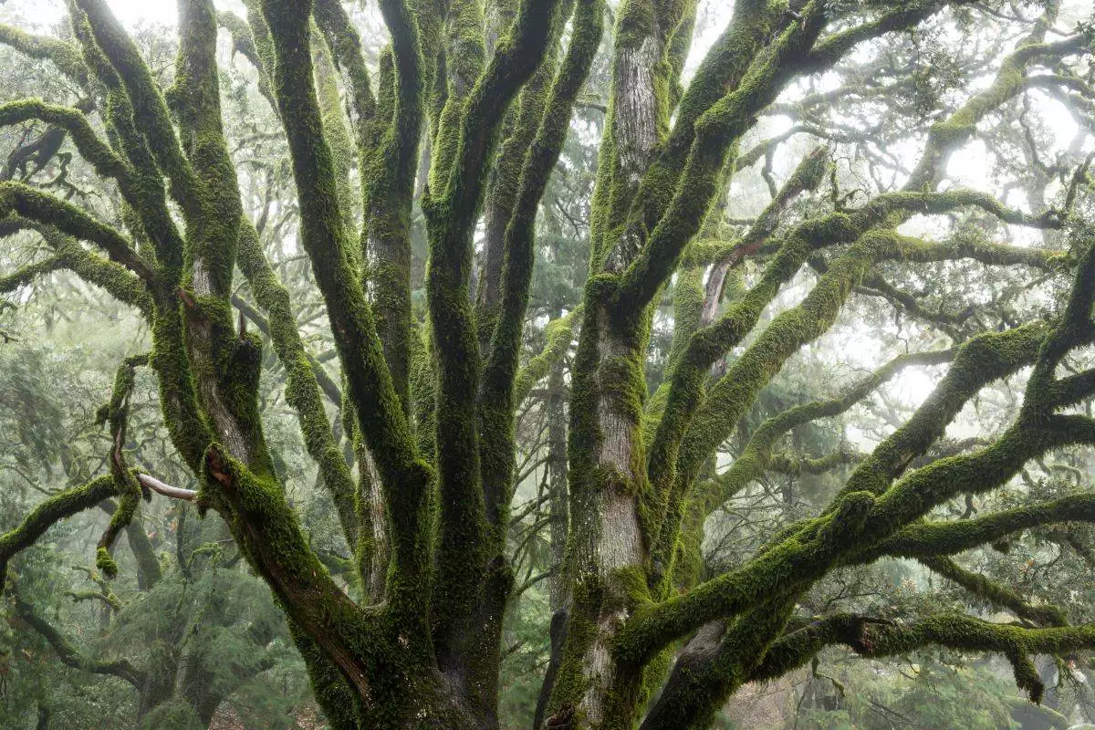 moss-covered tree in the woods at Castle Rock State Park