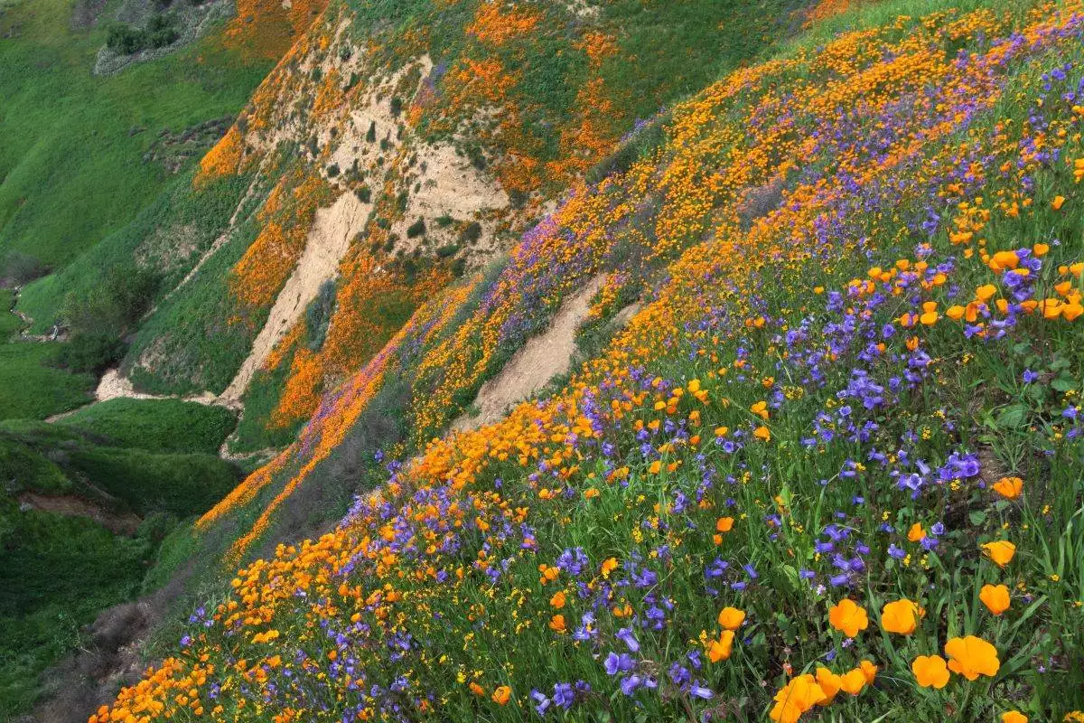 colorful flowers on a hillside at Chino Hills State Park