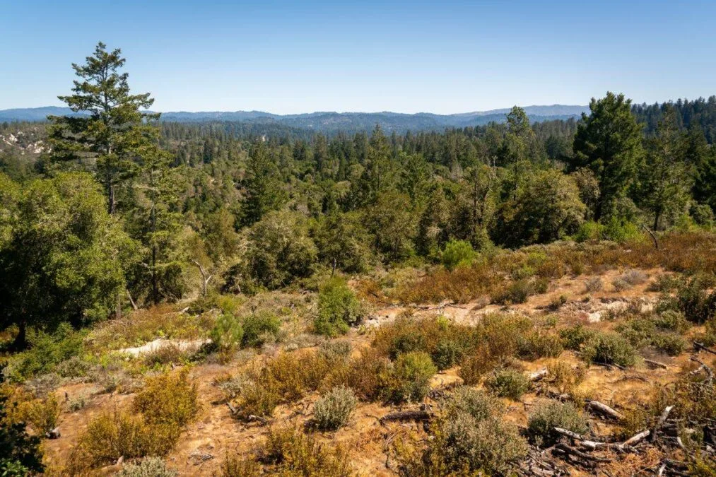 Henry Cowell Redwoods State Park from the top of a hill