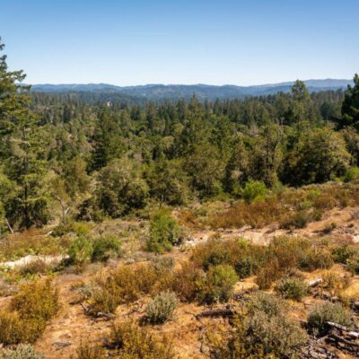 Henry Cowell Redwoods State Park