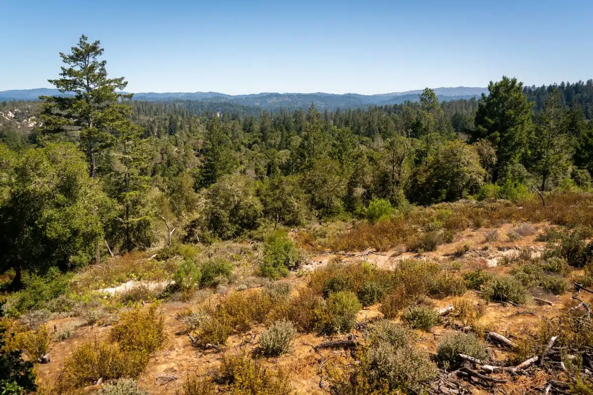 Henry Cowell Redwoods State Park
