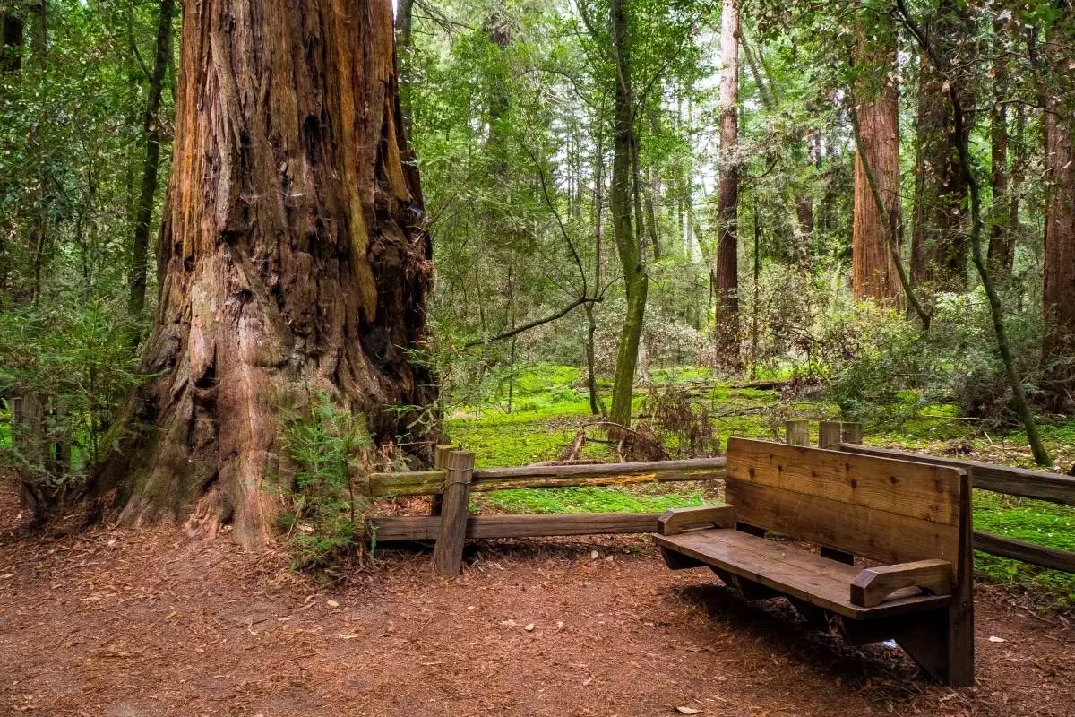 bench next to a giant redwood tree at Henry Cowell Redwoods State Park